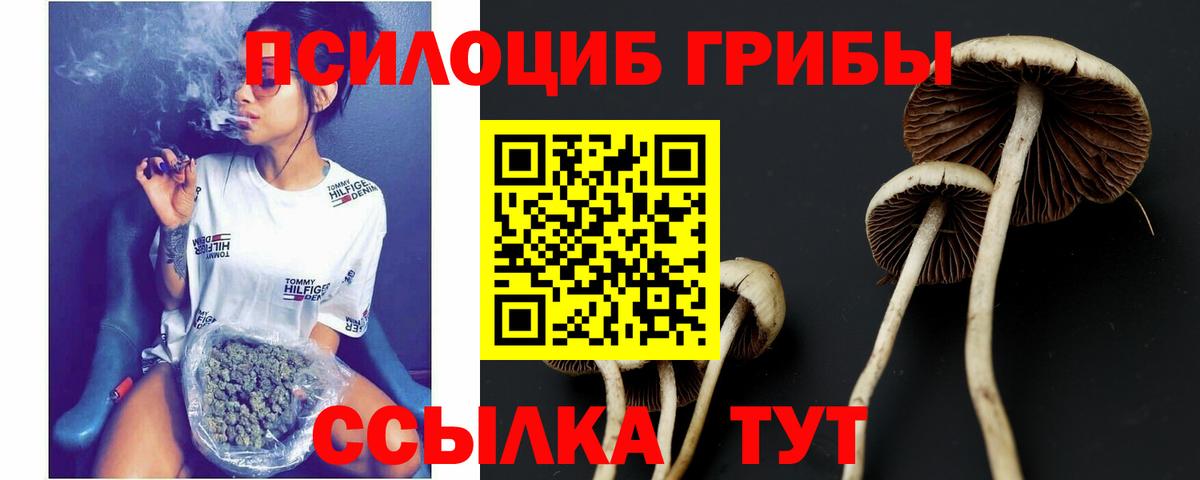 Псилоцибиновые грибы Cubensis Старая Купавна